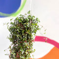 Pilea glaucophylla 'Greyzy' - Silver Sparkle Plant - Sprouts of Bristol