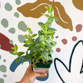 Pineapple Mint - Mentha suaveolens variegata - Cotswolds Grown Culinary Herbs - Sprouts of Bristol