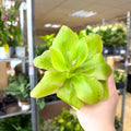 Pinguicula ‘Weser’ – Butterwort - Sprouts of Bristol