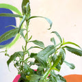 Pink Spiked Speedwells - Veronica spicata 'Anniversary Rose' - British Grown - Sprouts of Bristol