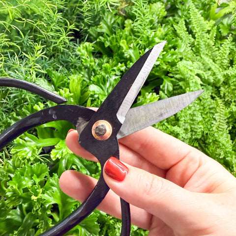 Plant Pruning Scissors - Sprouts of Bristol
