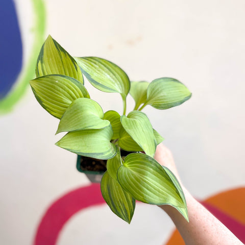 Plantain Lily - Hosta 'June' - Cotswold Grown Perennial - Sprouts of Bristol
