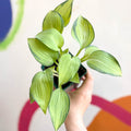 Plantain Lily - Hosta 'June' - Cotswold Grown Perennial - Sprouts of Bristol
