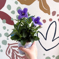 Platycodon grandiflorus 'Astra Blue' - Balloon Flower - Sprouts of Bristol