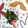 Platycodon grandiflorus 'Astra Pink' - Balloon Flower - Sprouts of Bristol