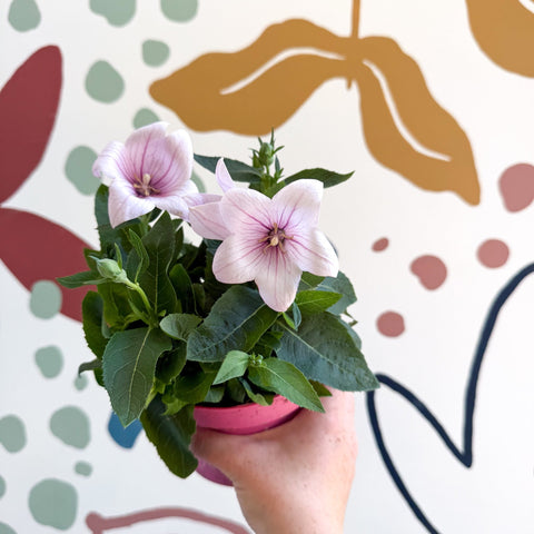 Platycodon grandiflorus 'Astra Pink' - Balloon Flower - Sprouts of Bristol