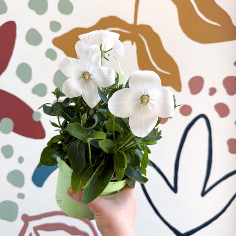 Platycodon grandiflorus 'Astra White' - Balloon Flower - Sprouts of Bristol
