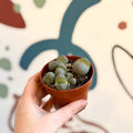 Pleiospilos nelii - Living Granite - Sprouts of Bristol