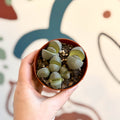 Pleiospilos nelii - Living Granite - Sprouts of Bristol