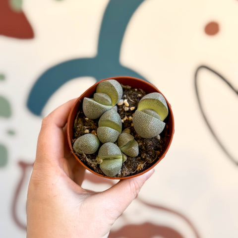 Pleiospilos nelii - Living Granite - Sprouts of Bristol