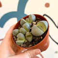 Pleiospilos nelii - Living Granite - Sprouts of Bristol