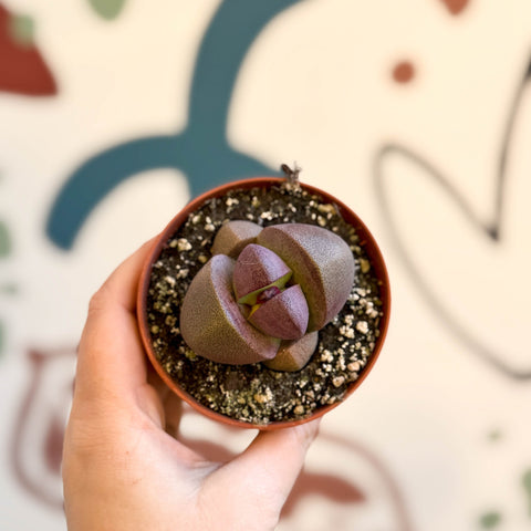 Pleiospilos nelii ‘Rubra' - Red Split Rock - Sprouts of Bristol