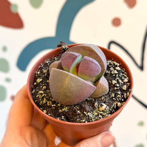 Pleiospilos nelii ‘Rubra' - Red Split Rock - Sprouts of Bristol
