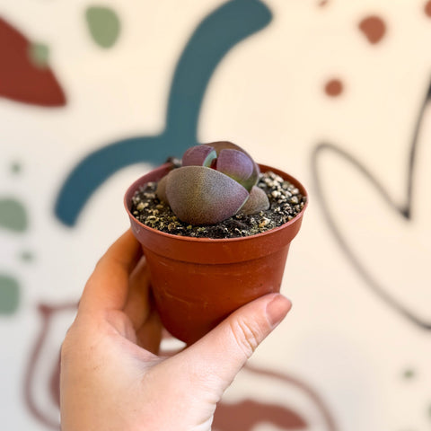 Pleiospilos nelii ‘Rubra' - Red Split Rock - Sprouts of Bristol