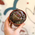 Pleiospilos nelii ‘Rubra' - Red Split Rock - Sprouts of Bristol