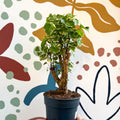 Polyscias balfouriana – Balfour Aralia - Sprouts of Bristol
