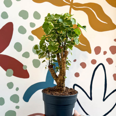 Polyscias balfouriana – Balfour Aralia - Sprouts of Bristol
