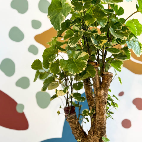 Polyscias balfouriana – Balfour Aralia - Sprouts of Bristol