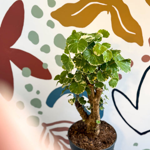 Polyscias balfouriana – Balfour Aralia - Sprouts of Bristol