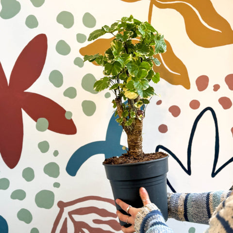 Polyscias balfouriana – Balfour Aralia - Sprouts of Bristol