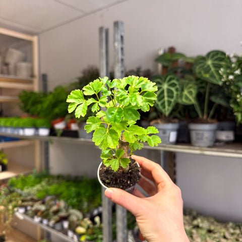 Polyscias fruticosa 'Elegans' - Parsley Aralia - Sprouts of Bristol