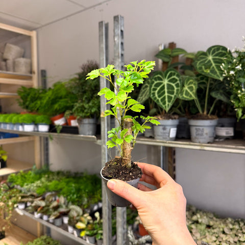 Polyscias fruticosa 'Elegans' - Parsley Aralia - Sprouts of Bristol