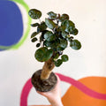 Polyscias scutellaria 'Fabian' - Sprouts of Bristol