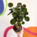 Polyscias scutellaria 'Fabian' - Sprouts of Bristol