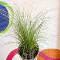 Ponytails Grass - Stipa tenuissima - Cotswold Grown Perennial - Sprouts of Bristol