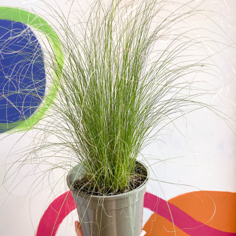 Ponytails Grass - Stipa tenuissima - Cotswold Grown Perennial - Sprouts of Bristol