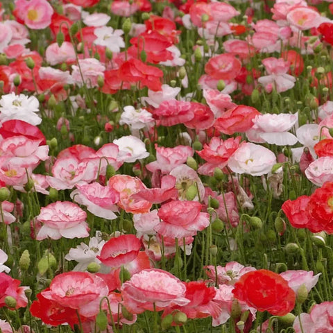 Poppy (Papaver rhoeas) ‘Falling in Love’ Seeds - Sprouts of Bristol