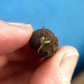Poppy Wildflower Seedball Tubes - Sprouts of Bristol