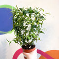 Porcelain Flower - Hoya bella - Sprouts of Bristol