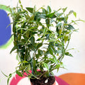 Porcelain Flower - Hoya bella - Sprouts of Bristol