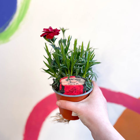 Pot Carnations - Dianthus 'Oscar Cherry' - British Grown - Sprouts of Bristol