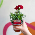 Pot Carnations - Dianthus 'Oscar Dark Red' - British Grown - Sprouts of Bristol