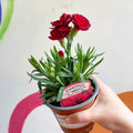 Pot Carnations - Dianthus 'Oscar Dark Red' - British Grown - Sprouts of Bristol
