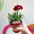 Pot Carnations - Dianthus 'Oscar Dark Red' - British Grown - Sprouts of Bristol
