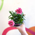 Pot Carnations - Dianthus 'Oscar Pink Heart' - British Grown - Sprouts of Bristol