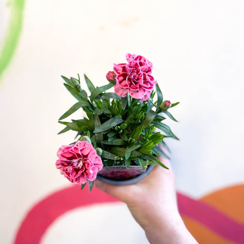 Pot Carnations - Dianthus 'Oscar Pink Heart' - British Grown - Sprouts of Bristol