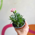Pot Carnations - Dianthus 'Oscar Purple Star' - British Grown - Sprouts of Bristol