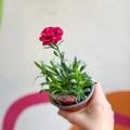 Pot Carnations - Dianthus 'Oscar Purple Wings' - British Grown - Sprouts of Bristol