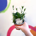 Pot Carnations - Dianthus 'Oscar White' - British Grown - Sprouts of Bristol