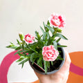 Pot Carnations - Dianthus 'Oscar White & Red' - British Grown - Sprouts of Bristol