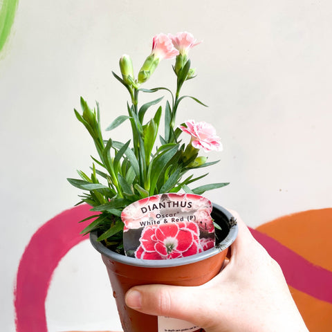 Pot Carnations - Dianthus 'Oscar White & Red' - British Grown - Sprouts of Bristol
