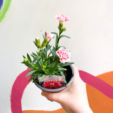 Pot Carnations - Dianthus 'Oscar White & Red' - British Grown - Sprouts of Bristol