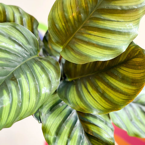 Prayer Plant - Calathea fasciata - Sprouts of Bristol
