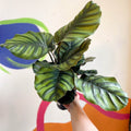 Prayer Plant - Calathea fasciata - Sprouts of Bristol