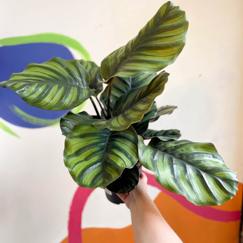 Prayer Plant - Calathea fasciata - Sprouts of Bristol