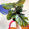 Prayer Plant - Calathea fasciata - Sprouts of Bristol